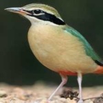 image of bird
