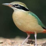 image of indian_pitta #15