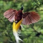 image of bird
