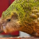 image of bird