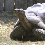 image of animal