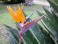 image of bird_of_paradise_flower #51