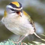 image of bird