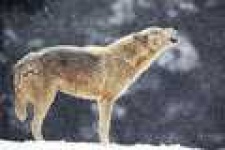 image of coyote