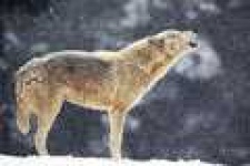 image of coyote #32