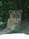 image of lion