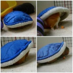 image of guinea_pig