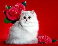image of animal