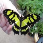 image of animal