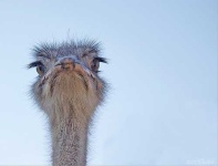 image of ostrich