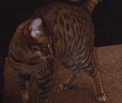 image of egyptian_cat