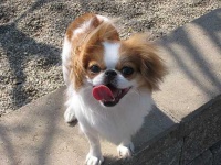 image of animal