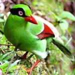 image of bird