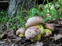 image of mushrooms