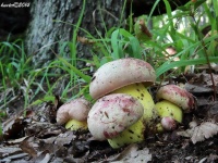 image of boletus #19