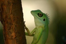 image of green_lizard