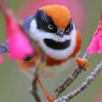 image of bird