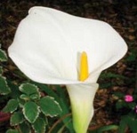 image of giant_white_arum_lily #3