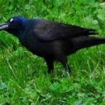 image of bird