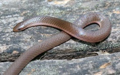 image of thunder_snake