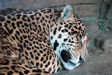 image of jaguar_car