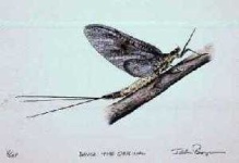 image of mayfly