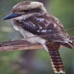 image of bird