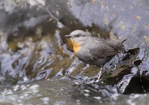 image of water_ouzel