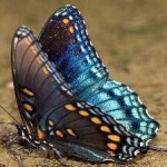 image of animal
