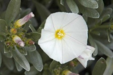 image of flower