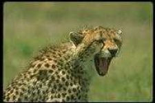 image of animal