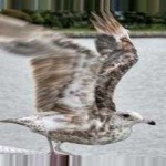 image of bird