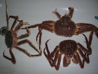 image of king_crab
