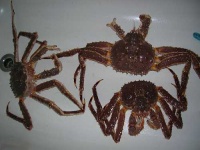 image of king_crab #14