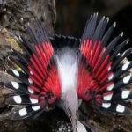 image of bird