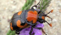 image of beetle #37