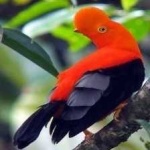 image of bird