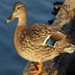 image of bird