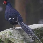 image of bird