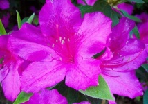 image of azalea #7