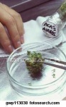 image of petri_dish