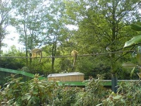 image of squirrel_monkey