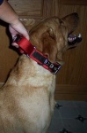 image of labrador_retriever