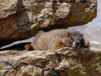 image of marmot