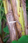 image of syringe