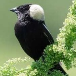 image of bird
