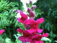 image of flower