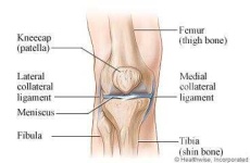 image of human_body_parts