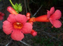 image of flower