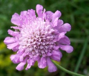 image of flower